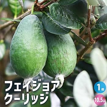 フェイジョア　クーリッジ　/427 フェイジョア クーリッジ /427